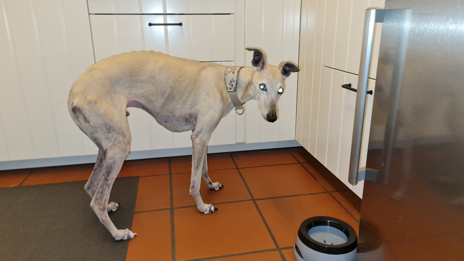Whippet Senior 